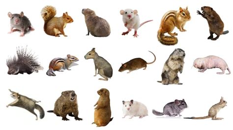 What are all the rodent